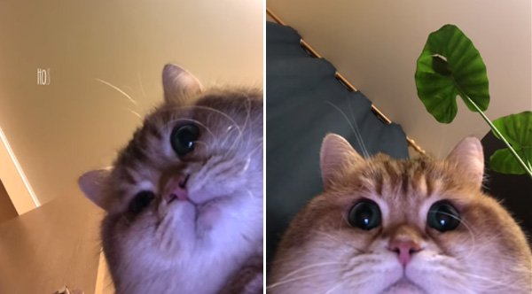 Кот с камерой Мем