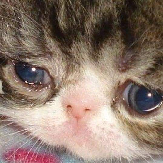 Грустный кот плачет