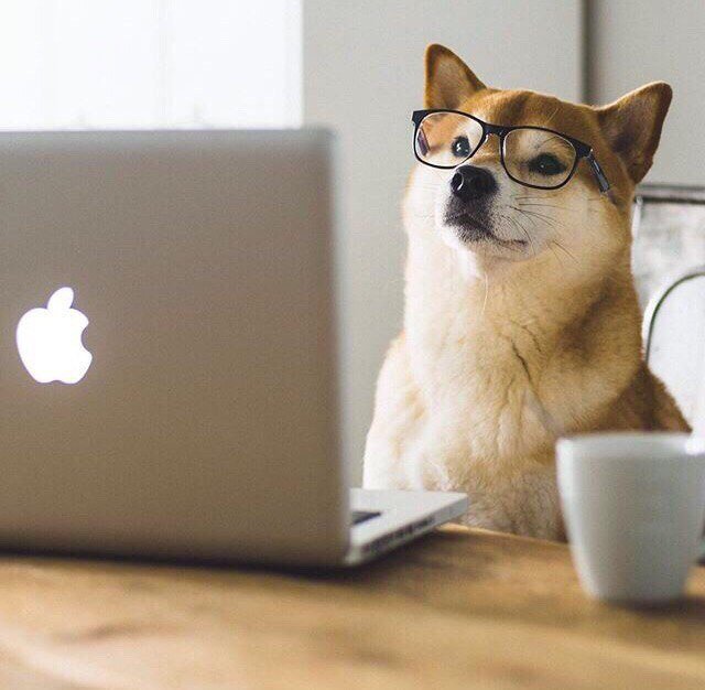 Умная собака в очках