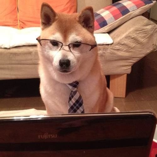 Сиба ину в очках