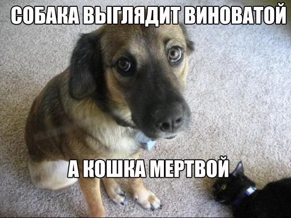 Виноватые кот и собака