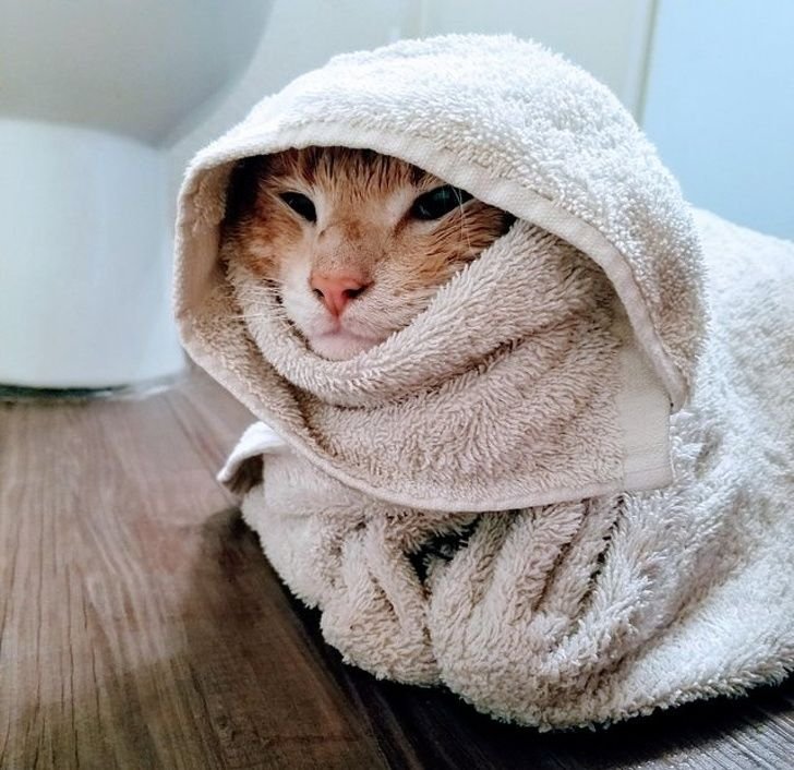 Полотенце коты