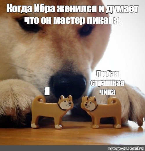 Мемы с собачками