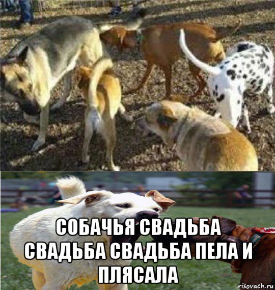 Собачья свадьба Мем