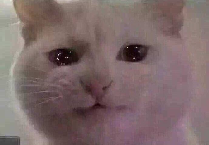 Плачущий кот