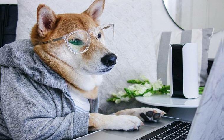 Собака за компьютером