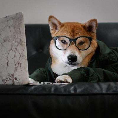 Сиба ину в очках