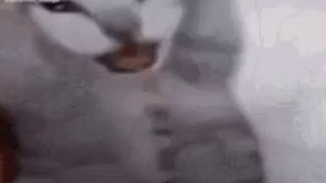 Орущий кот