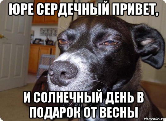 Собака солнце