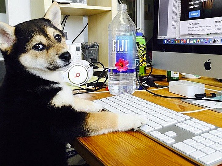 Собака в очках за компом