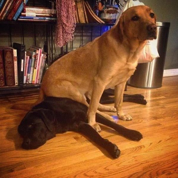 Большая собака сидит