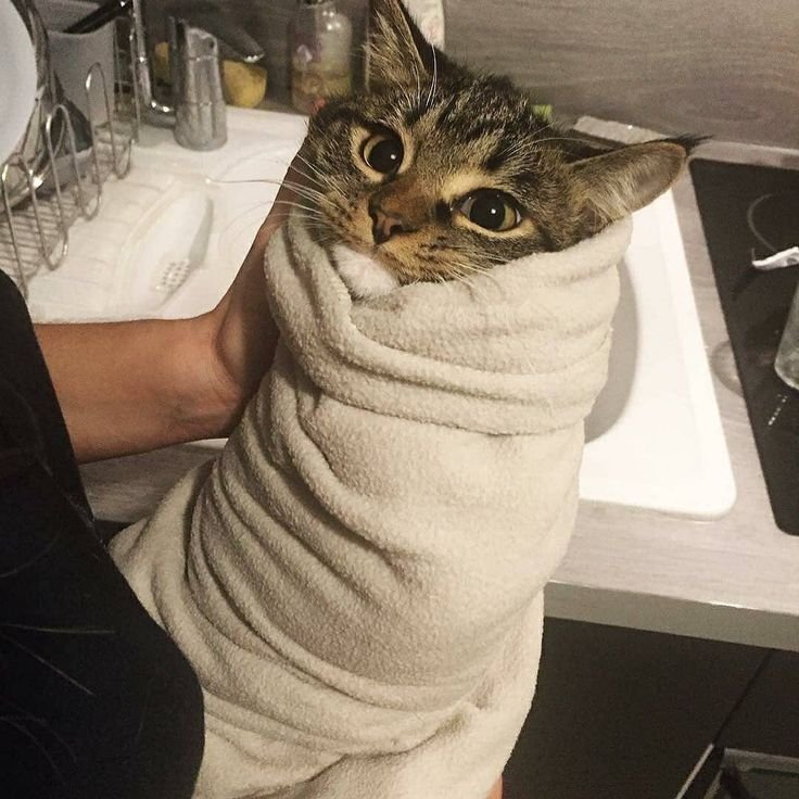 Кот шаверма