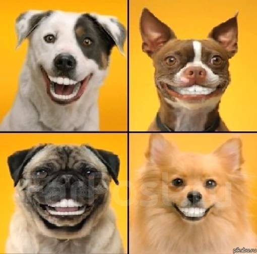 Реклама Педигри Дента Стикс