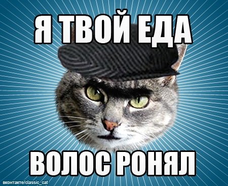 Мемы с котятами