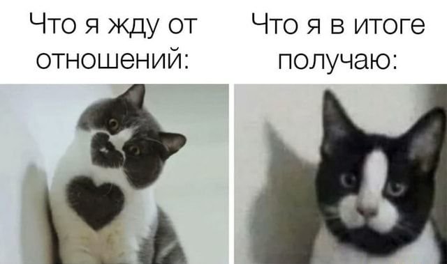 Кот Мем