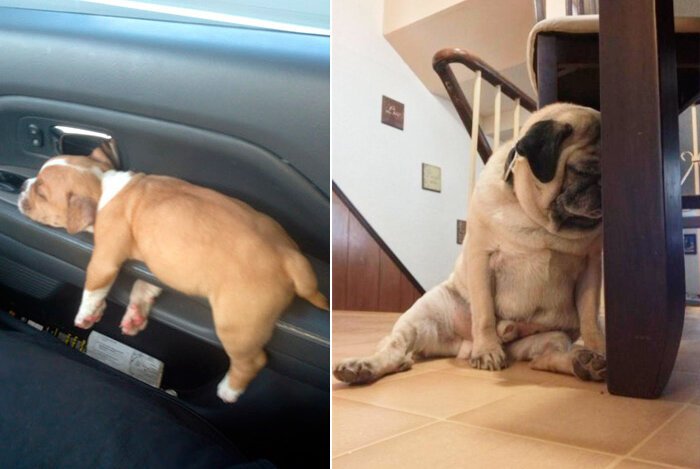 Собака смешно спит