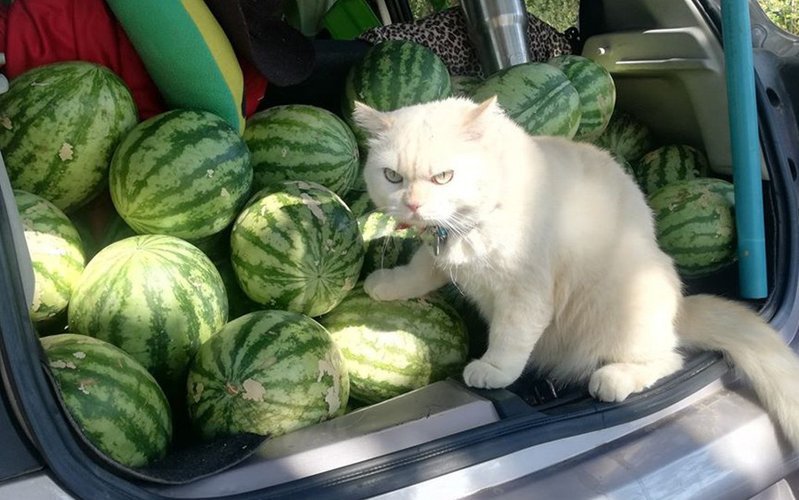 Кот на арбузе