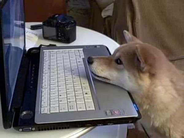 Собака с ноутбуком