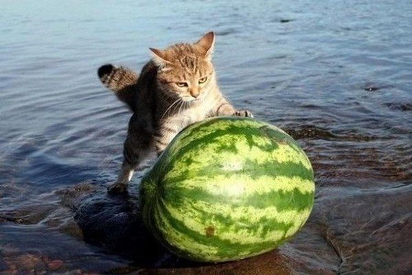 Кошка с арбузом на голове