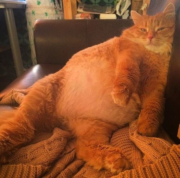 Толстый рыжий кот
