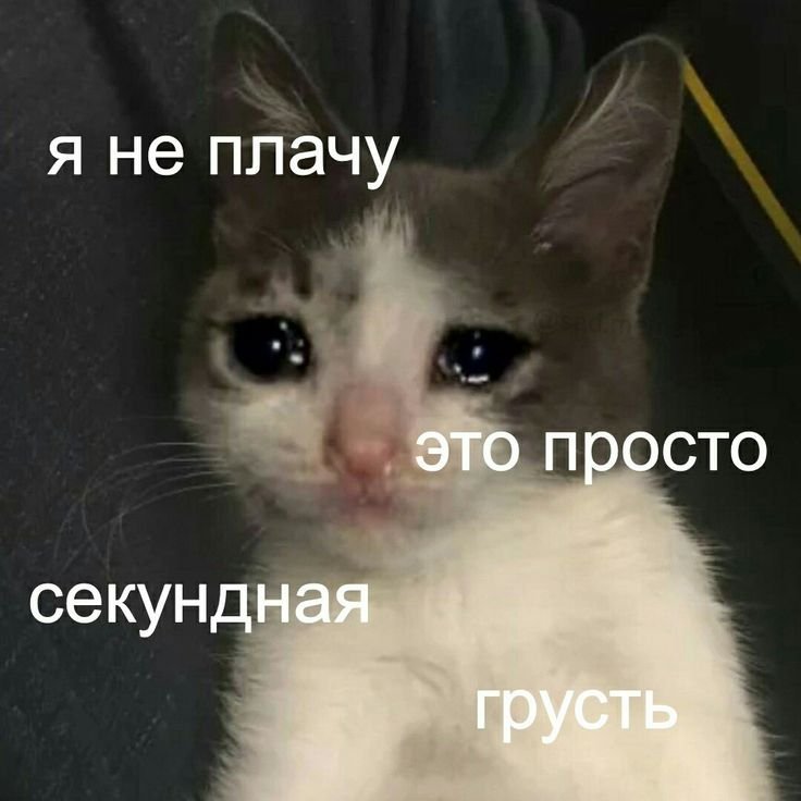 Кот плачет Мем