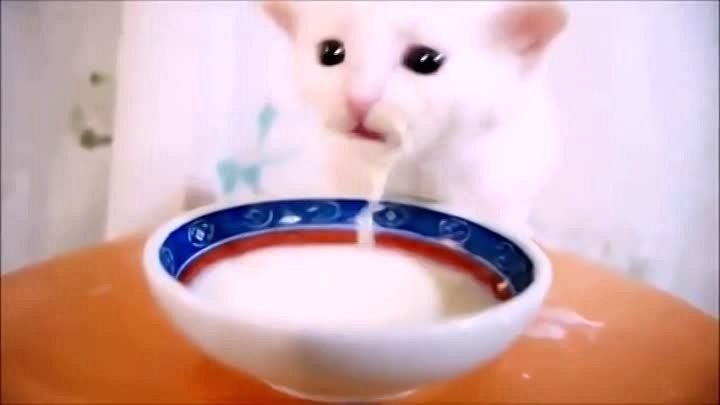 Кот в сметане