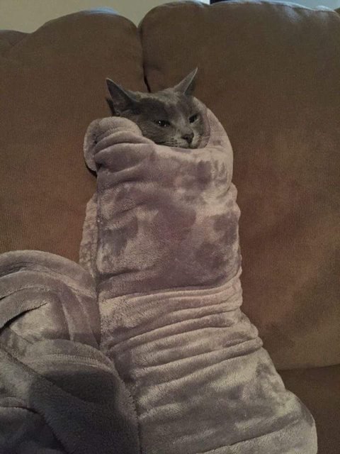 Кот в полотенце