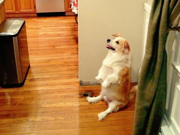 Собака сидит на попе Мем