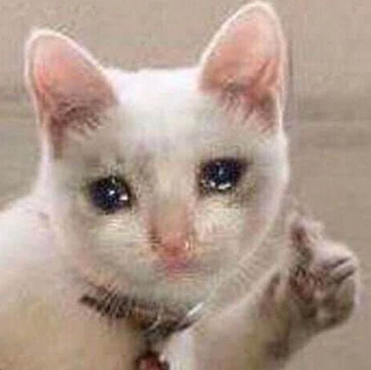 Кот плачет Мем