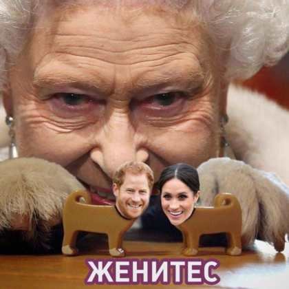 Собака миритесь