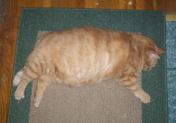 Толстый рыжий котик