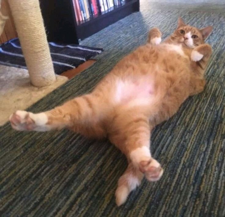 Смешной толстый рыжий кот