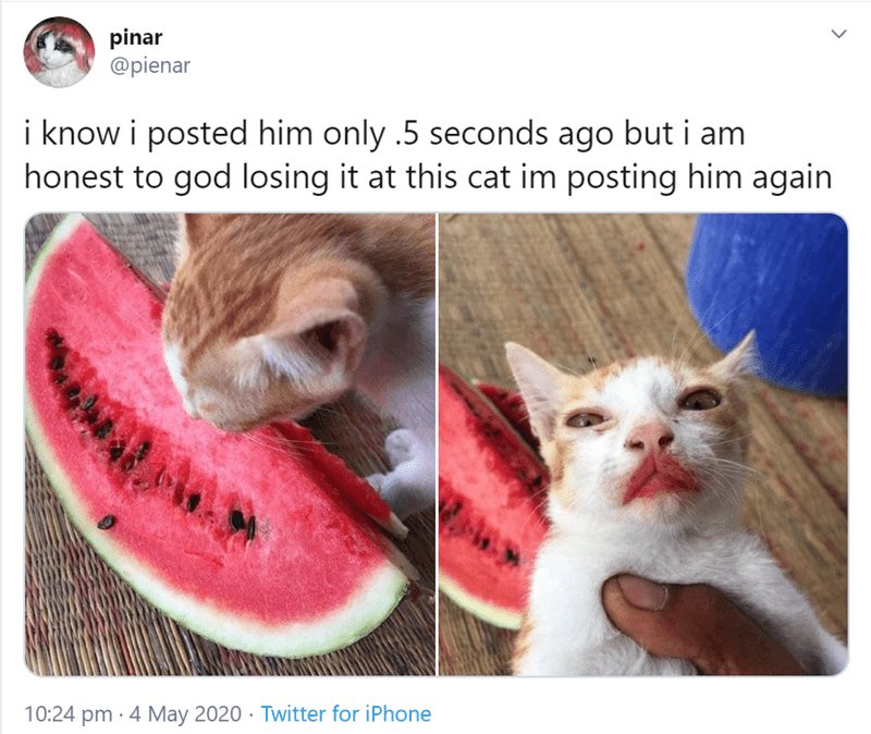 Котенок ест Арбуз