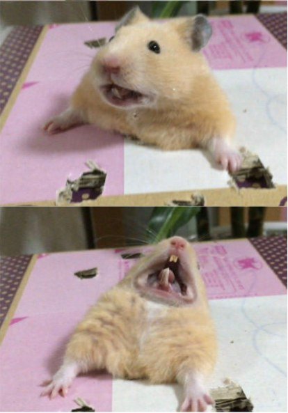 Хомячок Мем