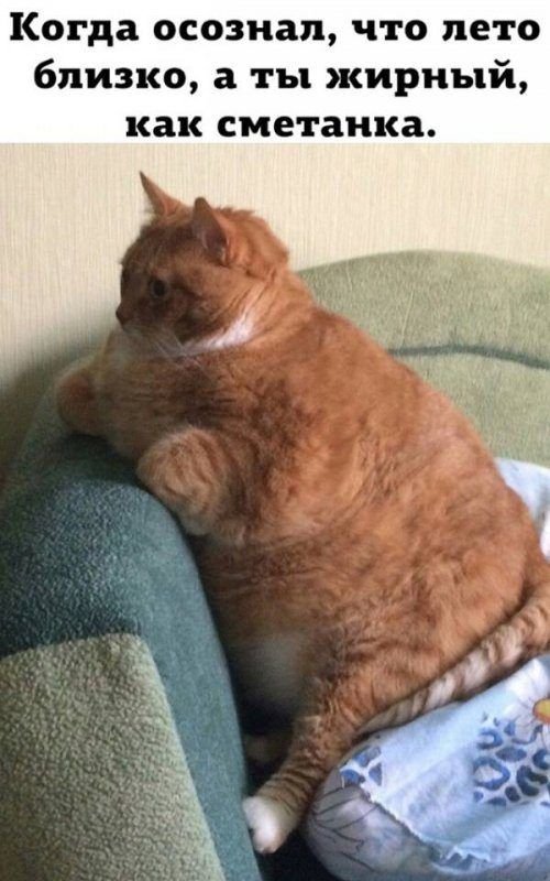 Толстые коты