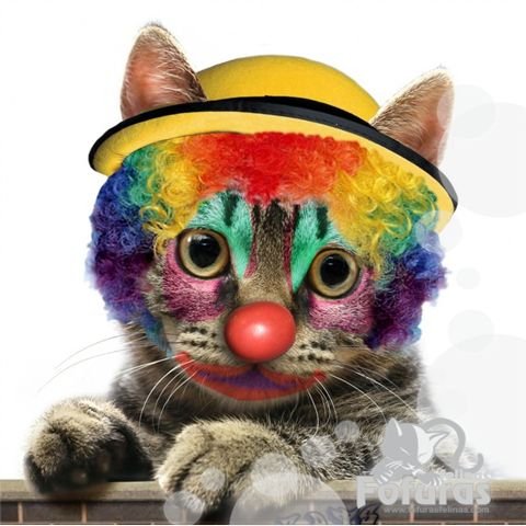 Котенок с клоунским носом