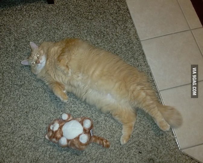 Толстый кот