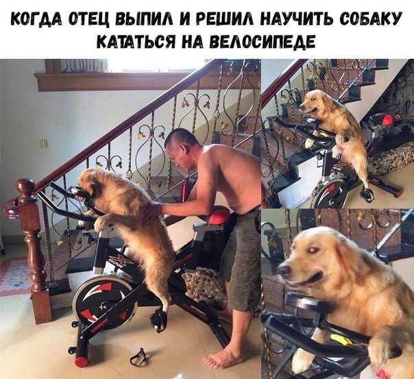 Папа против собаки Мем