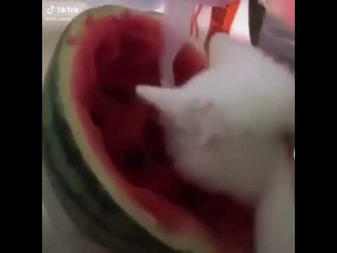 Кот ест Арбуз