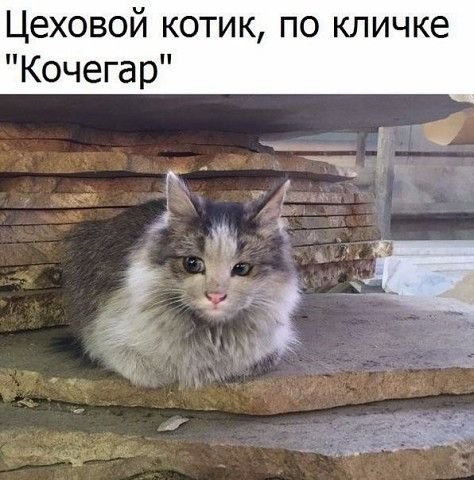 Цеховой кот