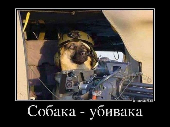 Собака в каске военной