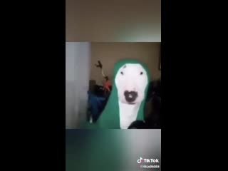 Бультерьер Мем со сковородками