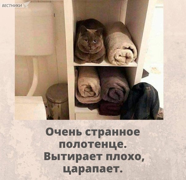 Кот в полотенце Мем персидский
