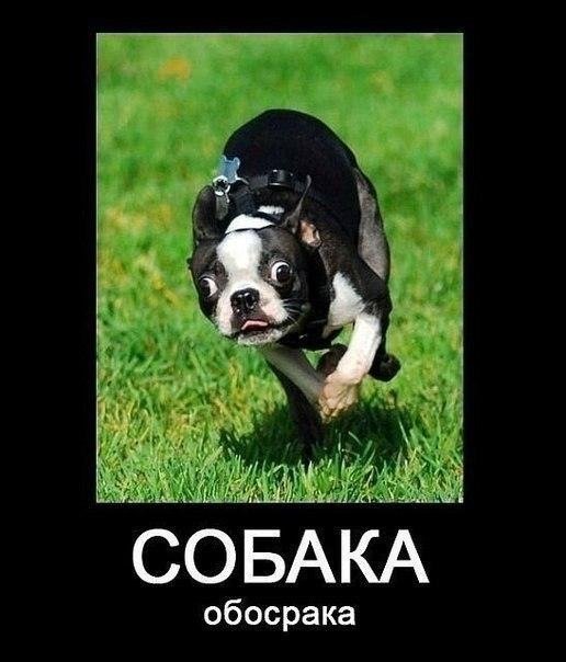 Собака-улыбака демотиватор