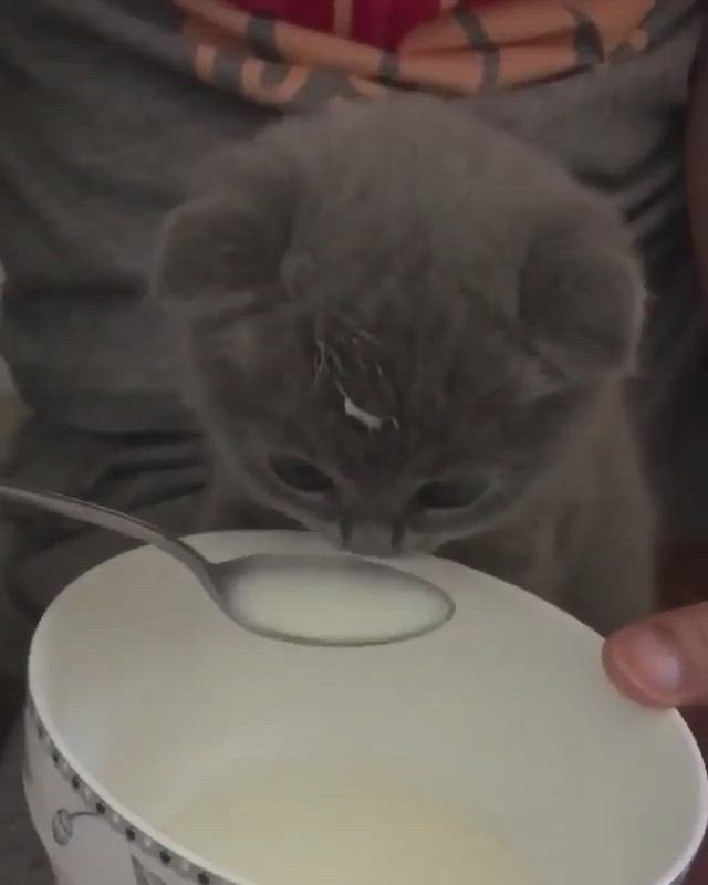 Котенок пьет молоко