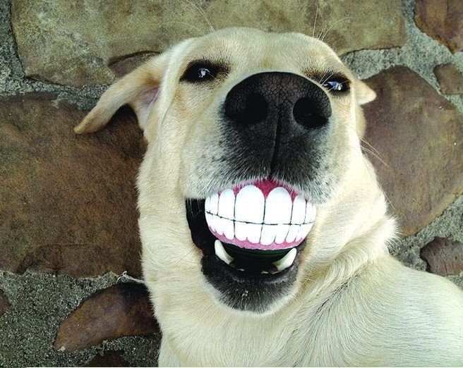 Собака улыбается с зубами