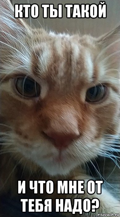 Ты хто кот