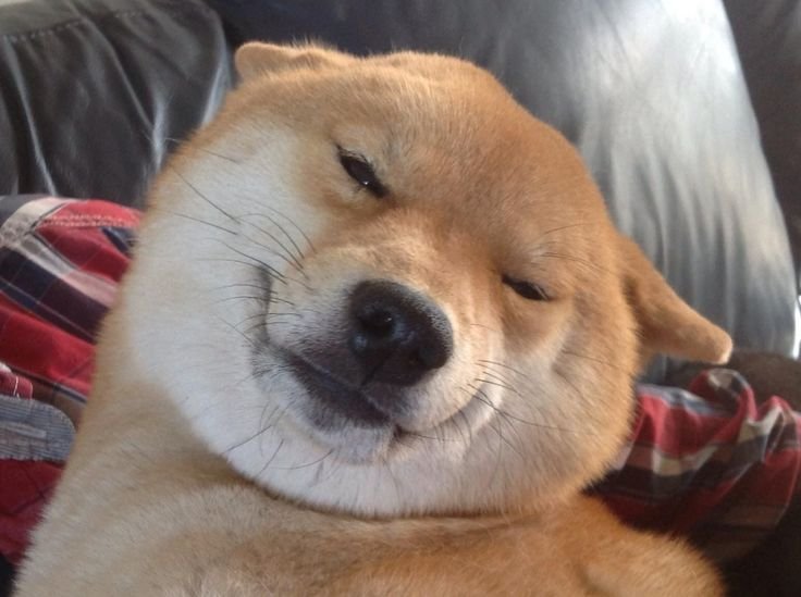Щекастый сиба ину