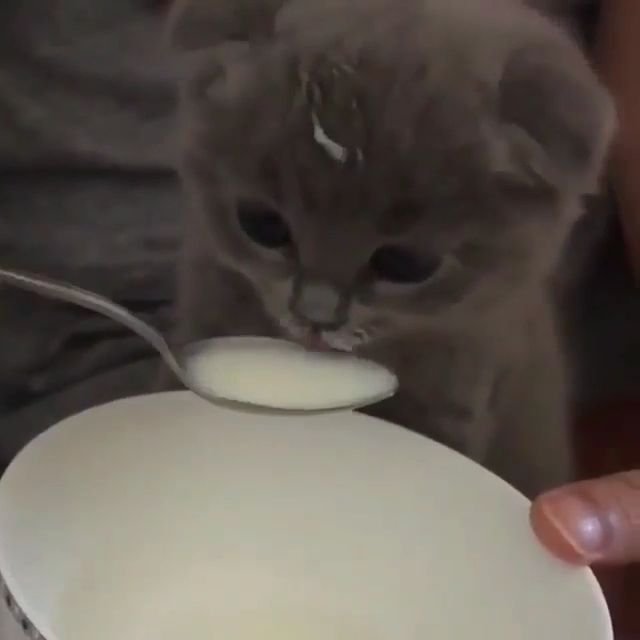 Котенок пьет молоко