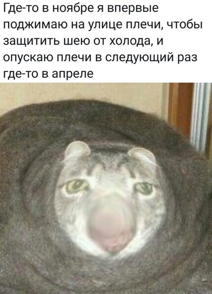Ппц дубачелло собака